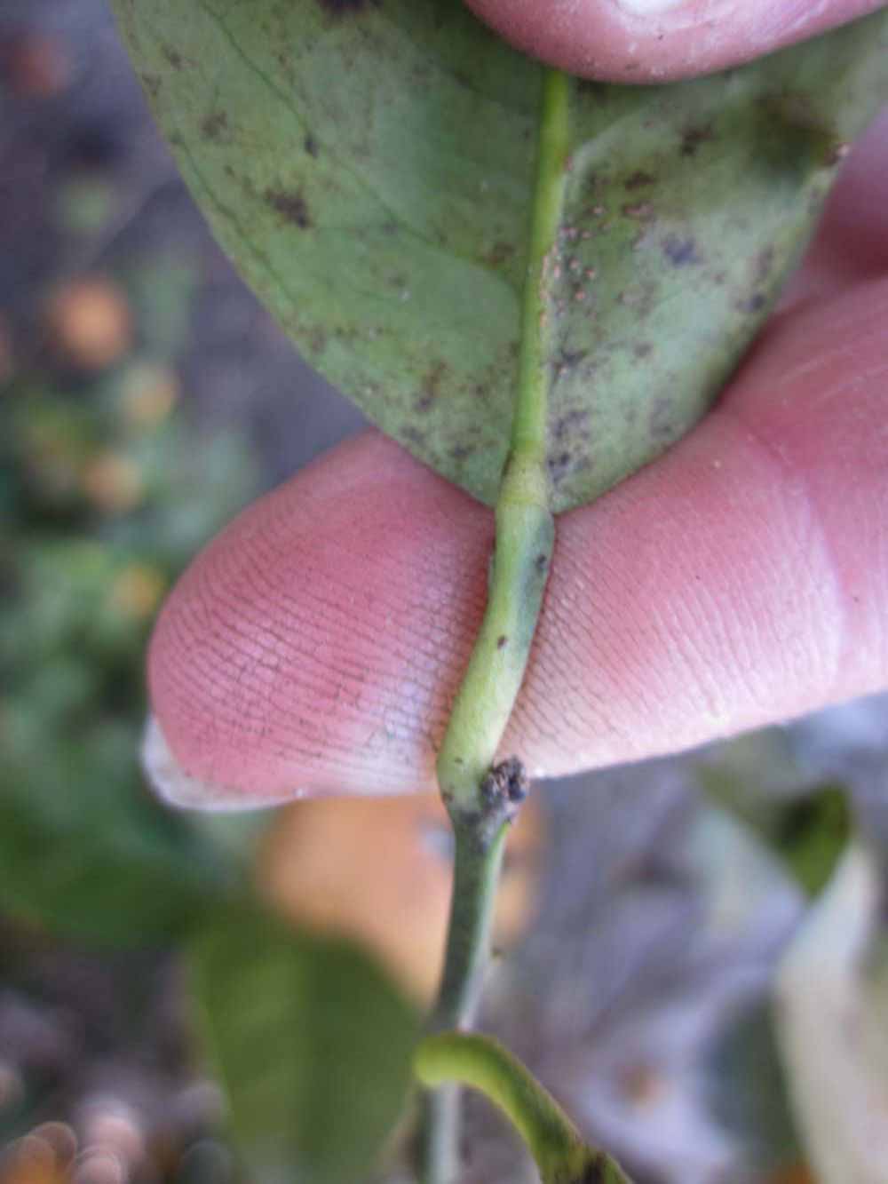              Petiole (Winter Haven, FL)       